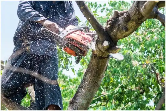 tree services Sunbright